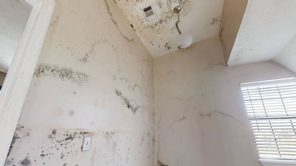 Environmental Consulting for Mold Prevention in Iona, FL