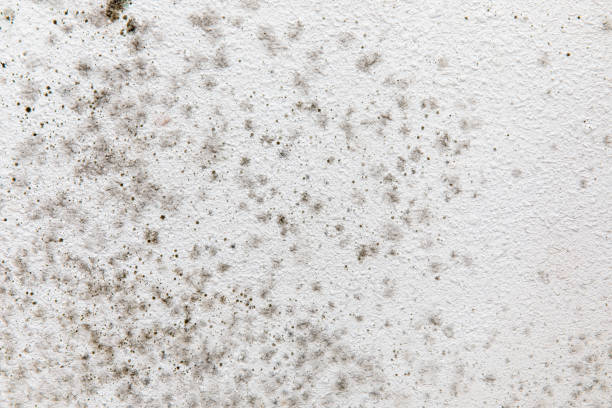 Best Basement Mold Removal  in Iona, FL