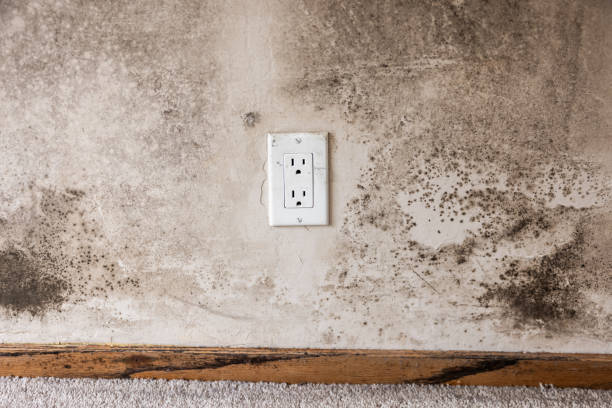 Best Post-Construction Mold Inspection  in Iona, FL