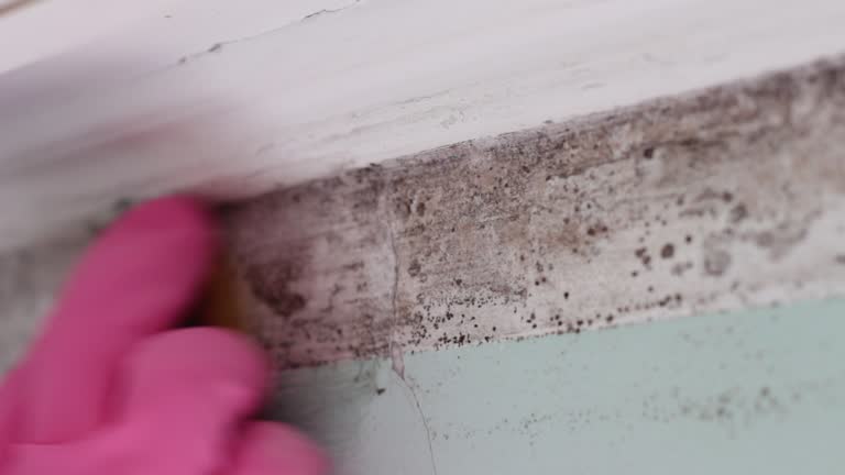 Professional Mold Removal in Iona, FL